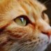 Discover the Best Apartment Cats for Allergies: A Guide to Hypoallergenic Felines
