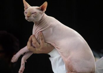 The Best Medium Sized Cats With Low Dander for Allergy Sufferers