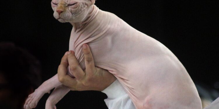 The Best Medium Sized Cats With Low Dander for Allergy Sufferers