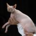The Best Medium Sized Cats With Low Dander for Allergy Sufferers
