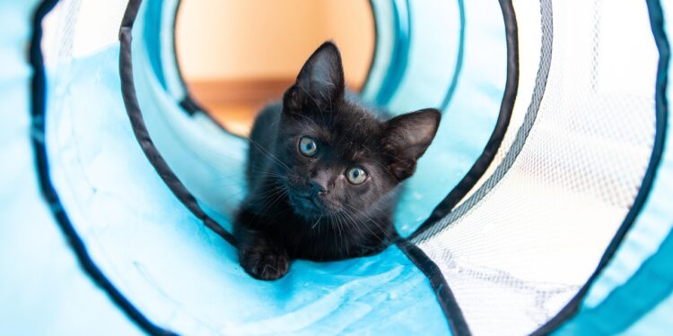 The Ultimate Guide to Cat Weight Wellness Management: Tips and Tricks for a Healthier Pet