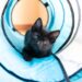 The Ultimate Guide to Cat Weight Wellness Management: Tips and Tricks for a Healthier Pet