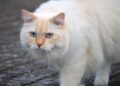 Unlocking the Mystery: What Does Cat Kneading Blanket Mean?