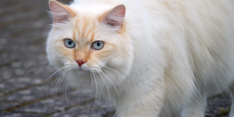 Unlocking the Mystery: What Does Cat Kneading Blanket Mean?