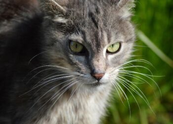 Essential Cat Routine Care Tips Every Owner Should Know