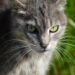 Essential Cat Routine Care Tips Every Owner Should Know