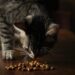 Unlocking Health: Essential Tips for Reading Cat Food Labels