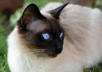 Discover the Best Medium Sized Low Maintenance Cat Breeds for Busy Owners