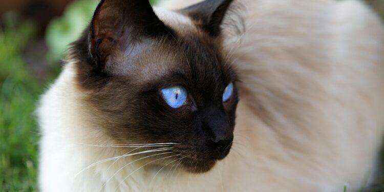 Discover the Best Medium Sized Low Maintenance Cat Breeds for Busy Owners