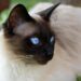 Discover the Best Medium Sized Low Maintenance Cat Breeds for Busy Owners
