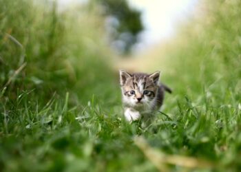 Discover the Best Quiet Cat Breeds for Apartments: A Comprehensive Guide