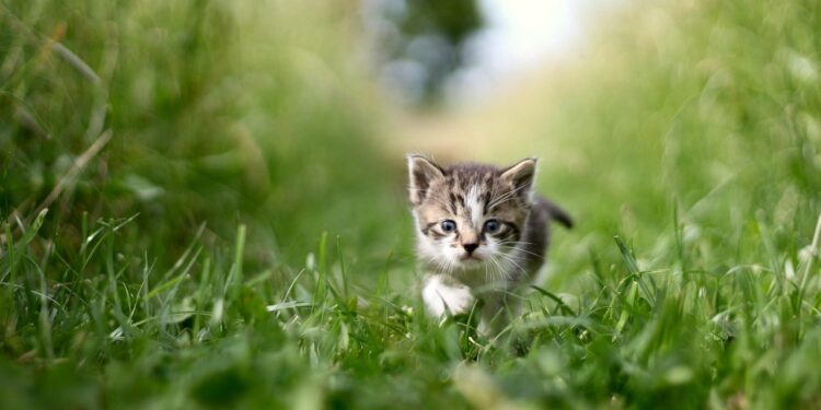 Discover the Best Quiet Cat Breeds for Apartments: A Comprehensive Guide