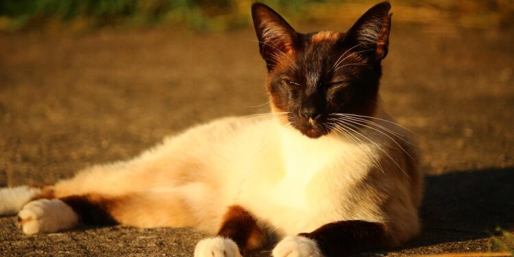 Discover the Joy of Owning the Best Medium-Sized Cat Breeds for Families