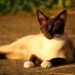 Discover the Joy of Owning the Best Medium-Sized Cat Breeds for Families