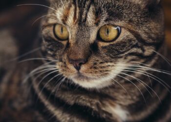 Is Your Cat Hiding All Day But Eating Normally? Find Out Why!