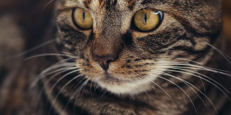 Is Your Cat Hiding All Day But Eating Normally? Find Out Why!