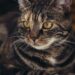Is Your Cat Hiding All Day But Eating Normally? Find Out Why!