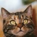 Understanding New Home Cat Stress Behavior: Tips for a Smooth Transition
