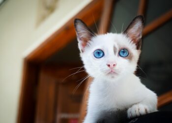 Discover the Charm of Small Short Hair Hypoallergenic Cats: Perfect Pets for Allergy Sufferers