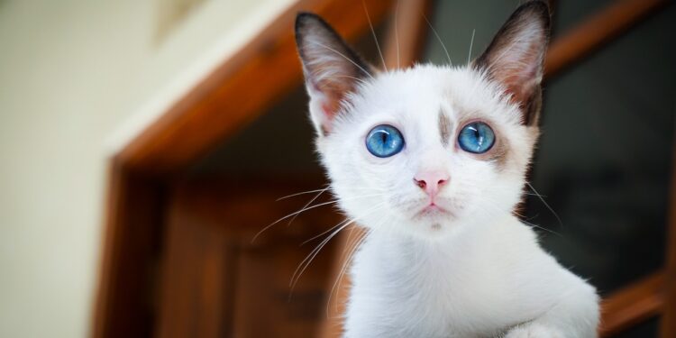 Discover the Charm of Small Short Hair Hypoallergenic Cats: Perfect Pets for Allergy Sufferers