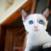 Discover the Charm of Small Short Hair Hypoallergenic Cats: Perfect Pets for Allergy Sufferers