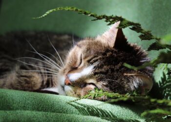 Essential Cat Safety Tips at Home: How to Create a Safe Haven for Your Feline Friend