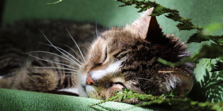 Essential Cat Safety Tips at Home: How to Create a Safe Haven for Your Feline Friend