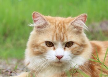 Unlocking the Secrets of Cat Wellness and Preventive Care: A Comprehensive Guide