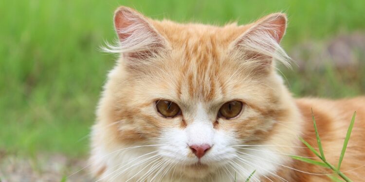 Unlocking the Secrets of Cat Wellness and Preventive Care: A Comprehensive Guide