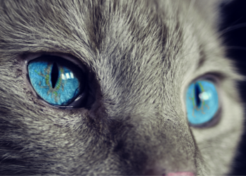 Essential Winter Care Tips for Cats: How to Keep Your Feline Friend Warm and Safe