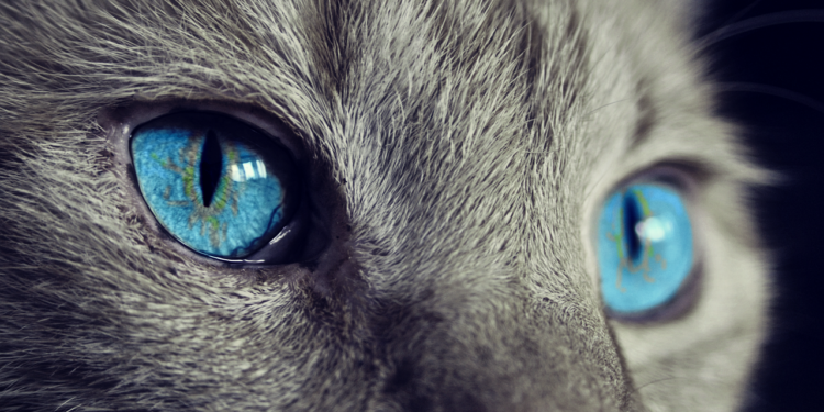 Essential Winter Care Tips for Cats: How to Keep Your Feline Friend Warm and Safe