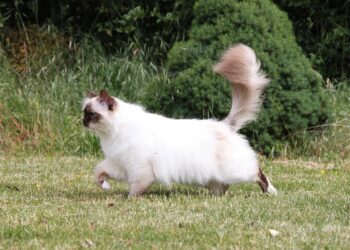 Discover the Charm of Medium Sized Exotic Cat Breeds: A Comprehensive Guide