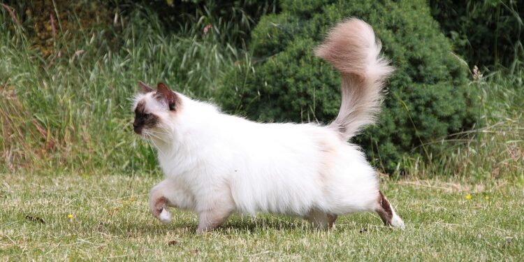 Discover the Charm of Medium Sized Exotic Cat Breeds: A Comprehensive Guide