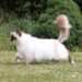 Discover the Charm of Medium Sized Exotic Cat Breeds: A Comprehensive Guide
