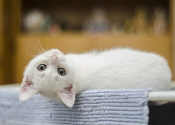 Why Is Your Cat Licking Plastic? Uncover the Odd Behavior Explained