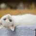 Why Is Your Cat Licking Plastic? Uncover the Odd Behavior Explained