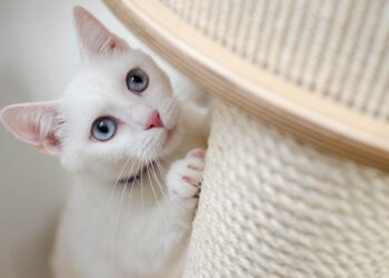 Recognizing the Signs of Stress in Cats at Home: What You Need to Know