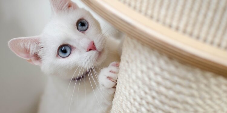 Recognizing the Signs of Stress in Cats at Home: What You Need to Know