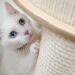 Recognizing the Signs of Stress in Cats at Home: What You Need to Know