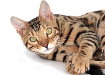Exploring the Charm of Rare Medium Sized Cat Breeds: A Hidden World of Felines