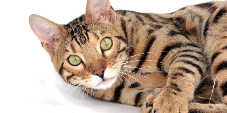 Exploring the Charm of Rare Medium Sized Cat Breeds: A Hidden World of Felines