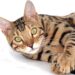 Exploring the Charm of Rare Medium Sized Cat Breeds: A Hidden World of Felines