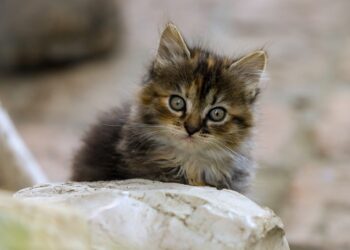 Discover the Best Low Energy Cat Breeds for Apartments: A Guide to Quiet Companions