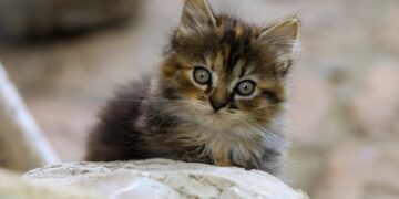 Discover the Best Low Energy Cat Breeds for Apartments: A Guide to Quiet Companions
