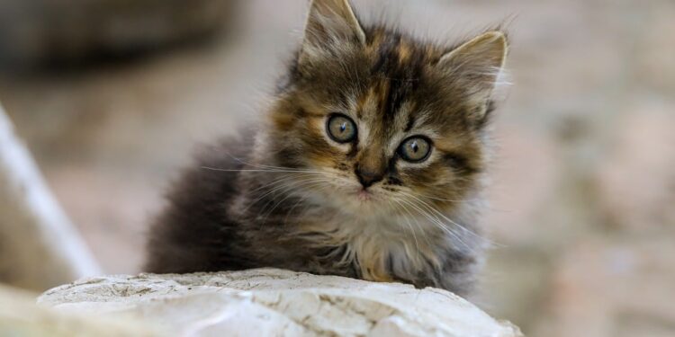 Discover the Best Low Energy Cat Breeds for Apartments: A Guide to Quiet Companions