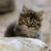 Discover the Best Low Energy Cat Breeds for Apartments: A Guide to Quiet Companions
