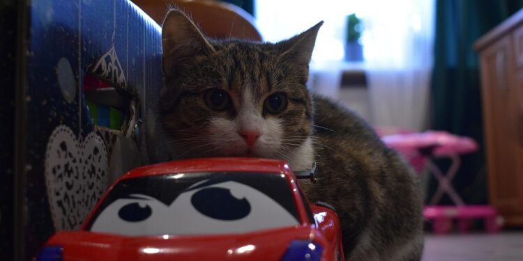 Top Chew Toys for Cats: Safe and Fun Options for Your Feline Friend
