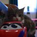 Top Chew Toys for Cats: Safe and Fun Options for Your Feline Friend