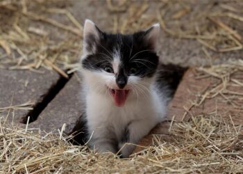 The Ultimate Guide to Hypoallergenic Cats for Kids with Allergies