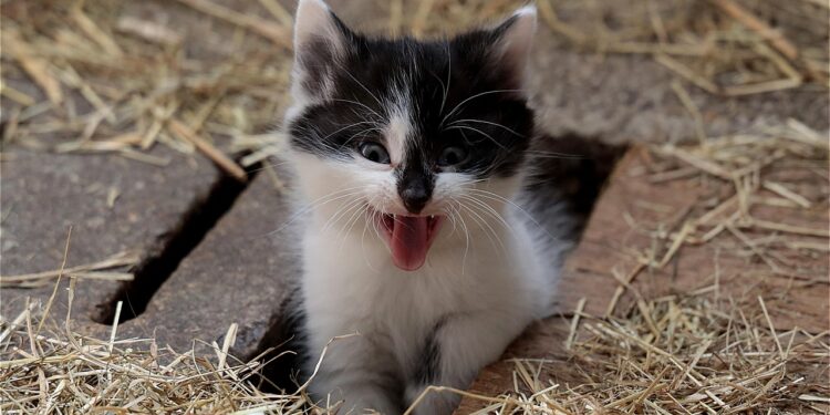 The Ultimate Guide to Hypoallergenic Cats for Kids with Allergies